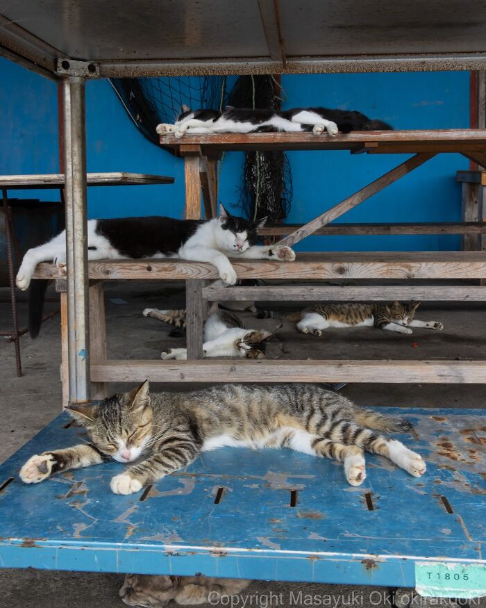 34 Pictures Of Unique Personalities Of Stray Cats As Captured By This Japanese Photographer (New Pics)