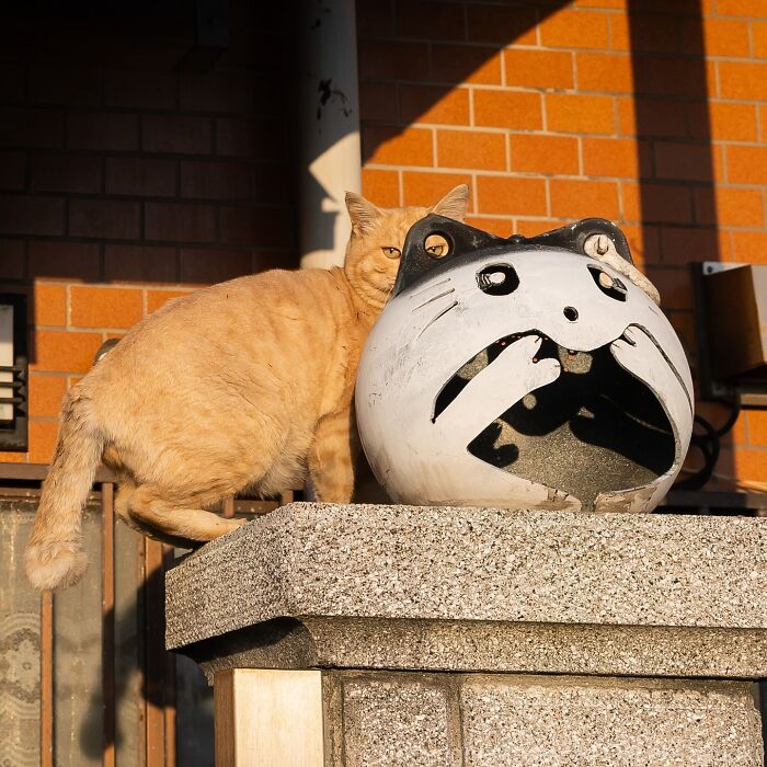 34 Pictures Of Unique Personalities Of Stray Cats As Captured By This Japanese Photographer (New Pics)