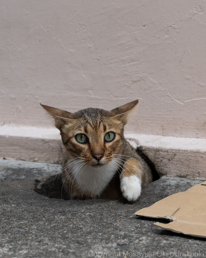 34 Pictures Of Unique Personalities Of Stray Cats As Captured By This Japanese Photographer (New Pics)