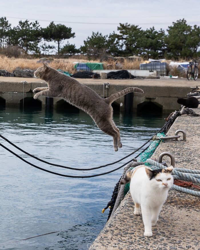 34 Pictures Of Unique Personalities Of Stray Cats As Captured By This Japanese Photographer (New Pics)