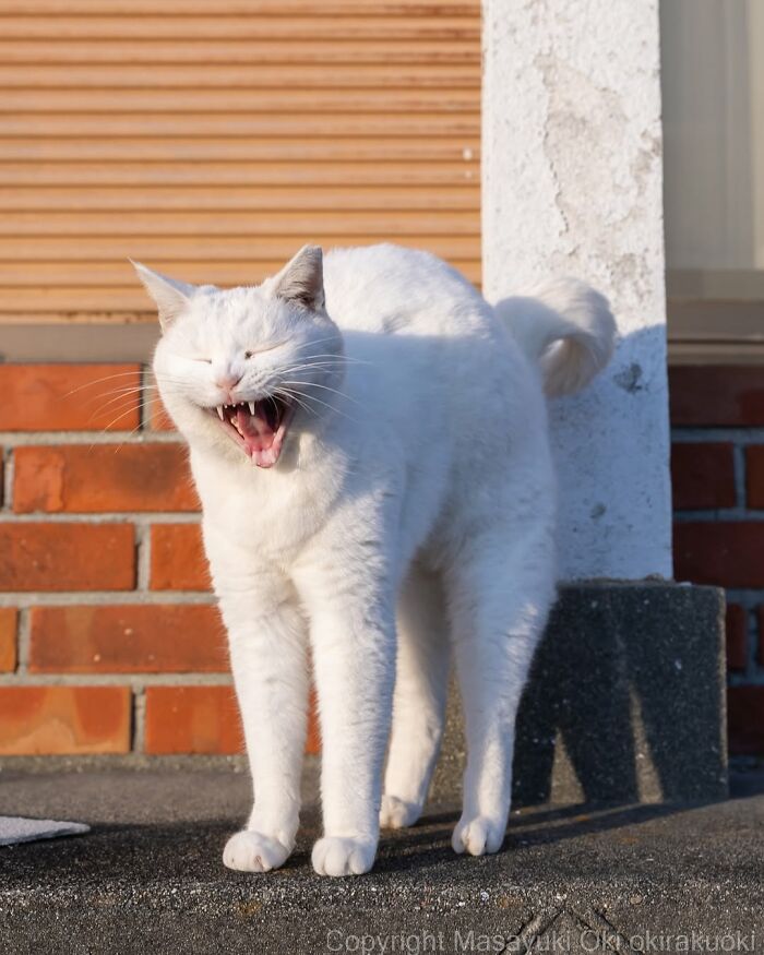 34 Pictures Of Unique Personalities Of Stray Cats As Captured By This Japanese Photographer (New Pics)