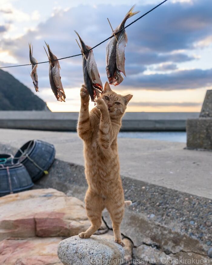 34 Pictures Of Unique Personalities Of Stray Cats As Captured By This Japanese Photographer (New Pics)