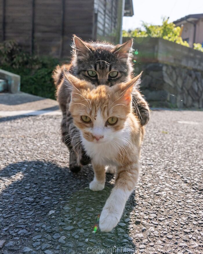 34 Pictures Of Unique Personalities Of Stray Cats As Captured By This Japanese Photographer (New Pics)