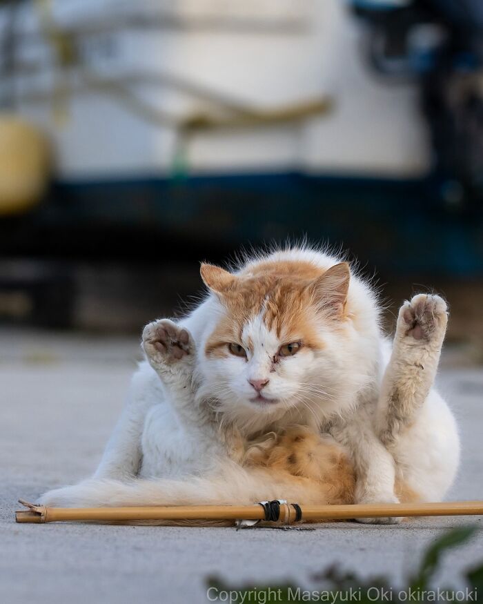 34 Pictures Of Unique Personalities Of Stray Cats As Captured By This Japanese Photographer (New Pics)