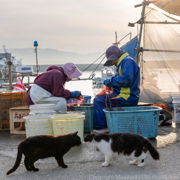 34 Pictures Of Unique Personalities Of Stray Cats As Captured By This Japanese Photographer (New Pics)