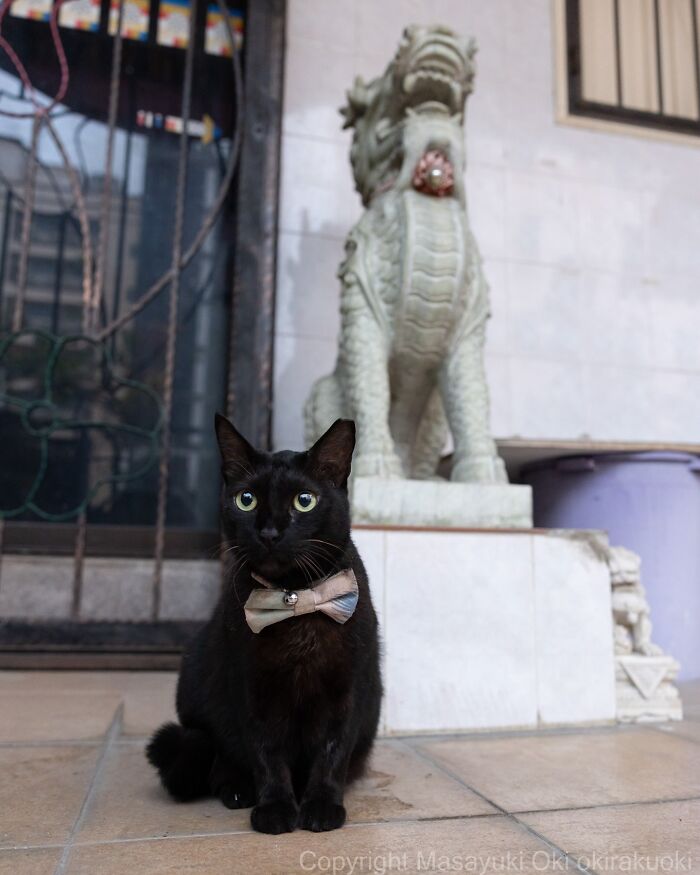 34 Pictures Of Unique Personalities Of Stray Cats As Captured By This Japanese Photographer (New Pics)