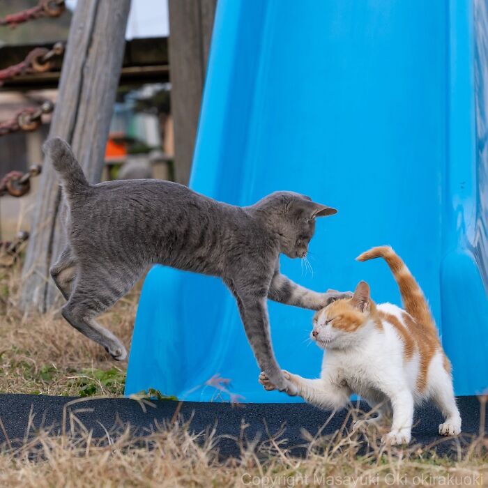 34 Pictures Of Unique Personalities Of Stray Cats As Captured By This Japanese Photographer (New Pics)