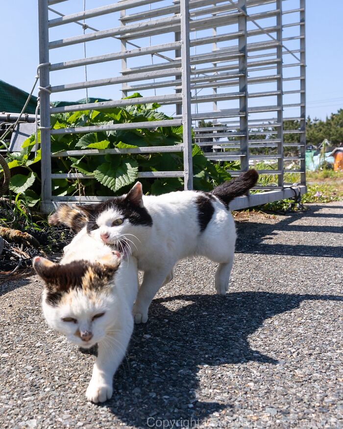 34 Pictures Of Unique Personalities Of Stray Cats As Captured By This Japanese Photographer (New Pics)