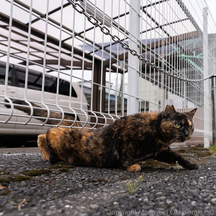 34 Pictures Of Unique Personalities Of Stray Cats As Captured By This Japanese Photographer (New Pics)