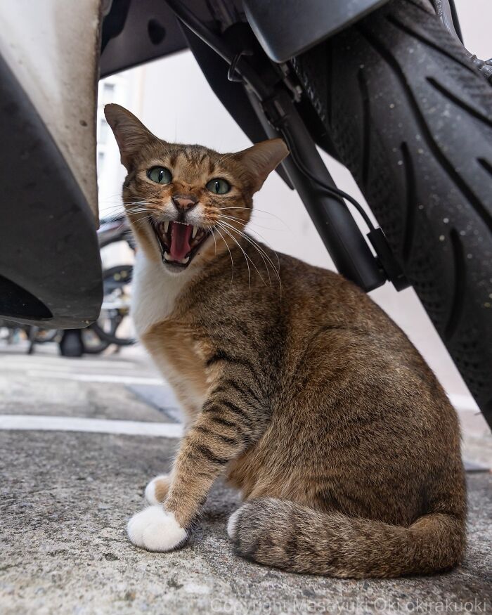 34 Pictures Of Unique Personalities Of Stray Cats As Captured By This Japanese Photographer (New Pics)