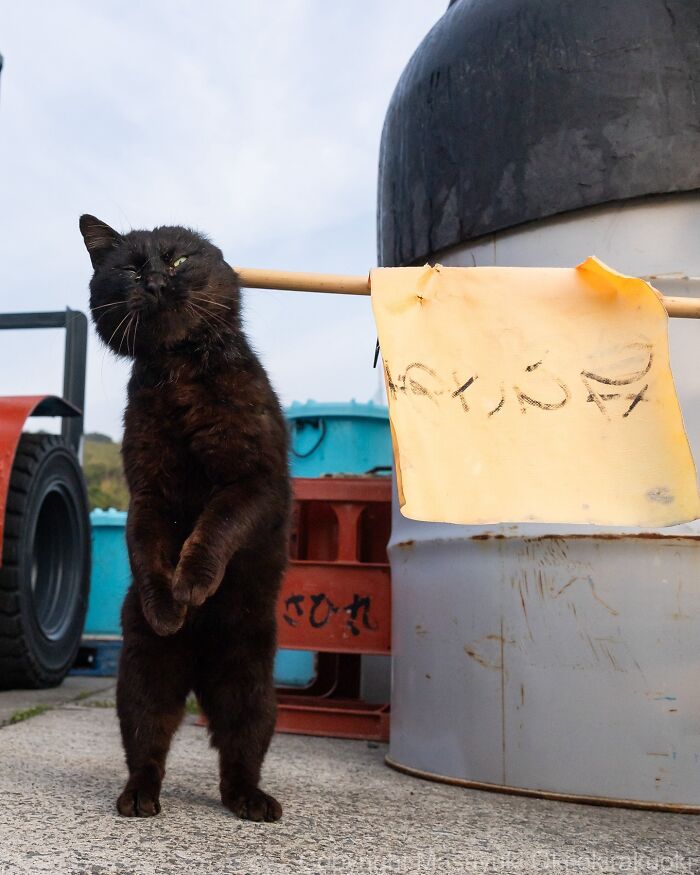 34 Pictures Of Unique Personalities Of Stray Cats As Captured By This Japanese Photographer (New Pics)