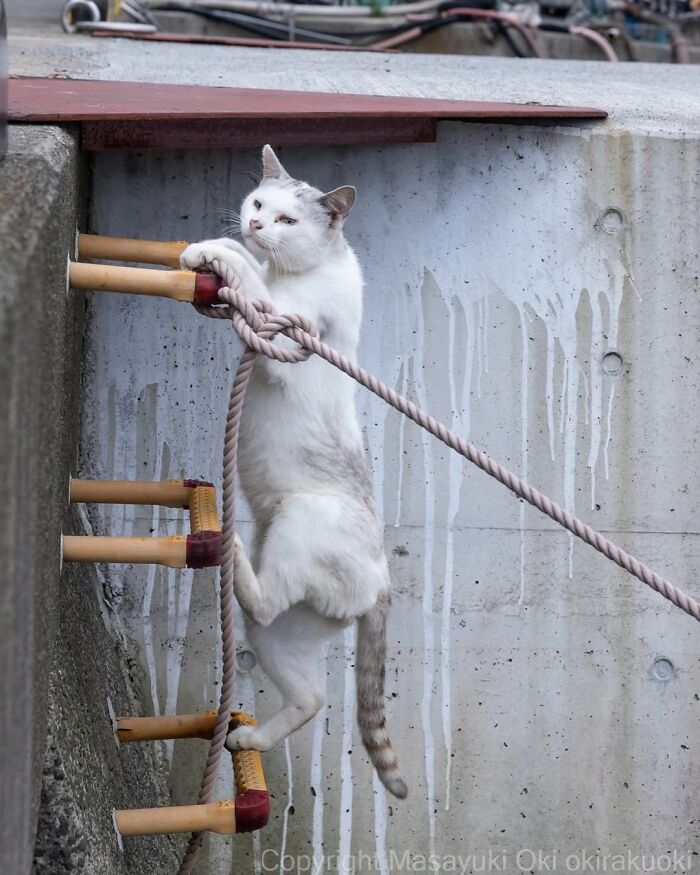 34 Pictures Of Unique Personalities Of Stray Cats As Captured By This Japanese Photographer (New Pics)