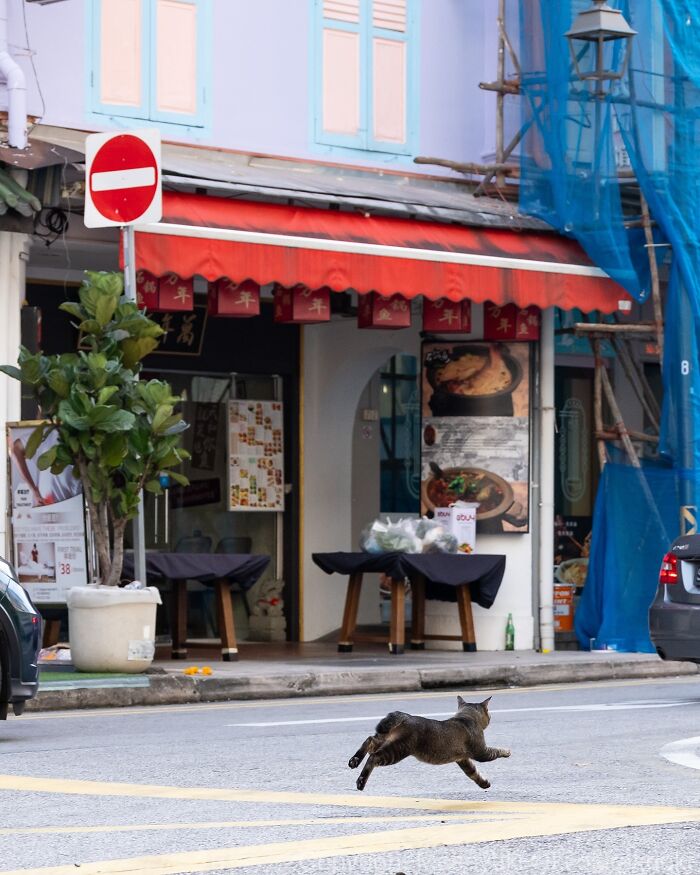 34 Pictures Of Unique Personalities Of Stray Cats As Captured By This Japanese Photographer (New Pics)