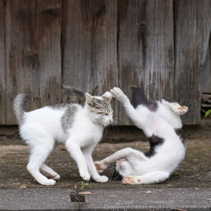 34 Pictures Of Unique Personalities Of Stray Cats As Captured By This Japanese Photographer (New Pics)