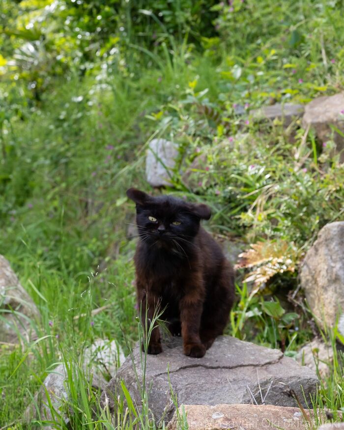 34 Pictures Of Unique Personalities Of Stray Cats As Captured By This Japanese Photographer (New Pics)
