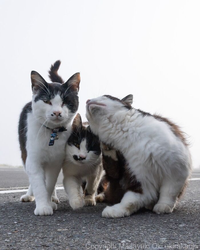34 Pictures Of Unique Personalities Of Stray Cats As Captured By This Japanese Photographer (New Pics)