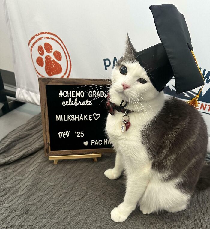 134 Times Cats Made Their Owners Laugh And They Had To Share Pics Online (New Pics)