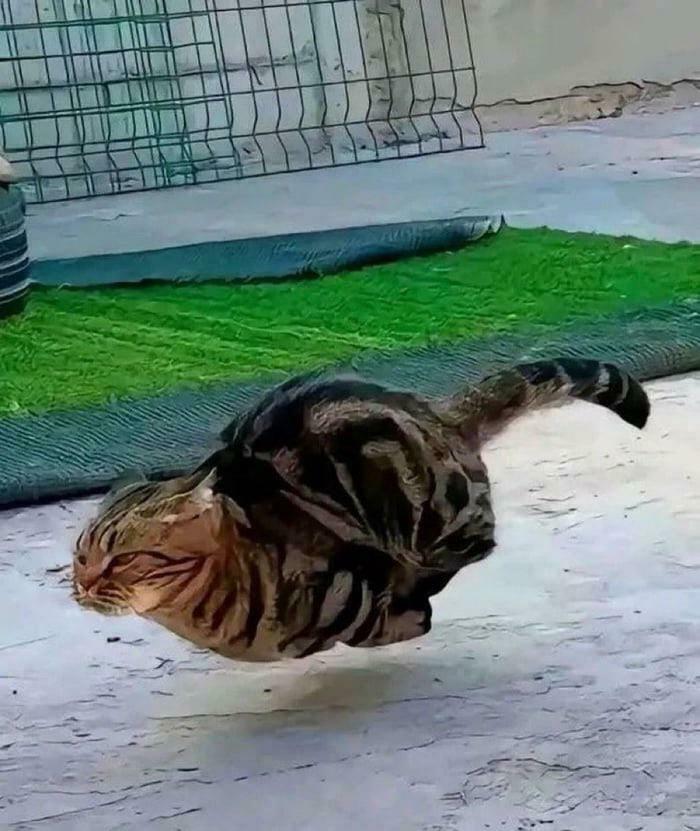 134 Times Cats Made Their Owners Laugh And They Had To Share Pics Online (New Pics)