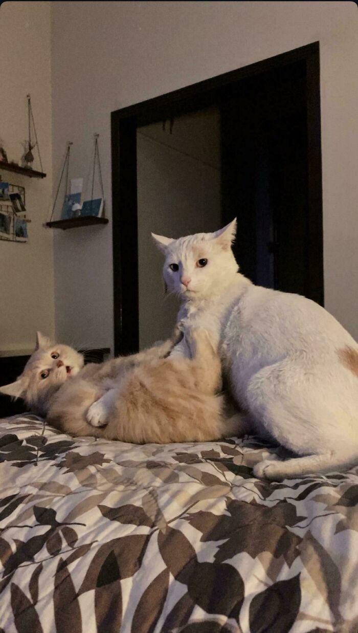 134 Times Cats Made Their Owners Laugh And They Had To Share Pics Online (New Pics)