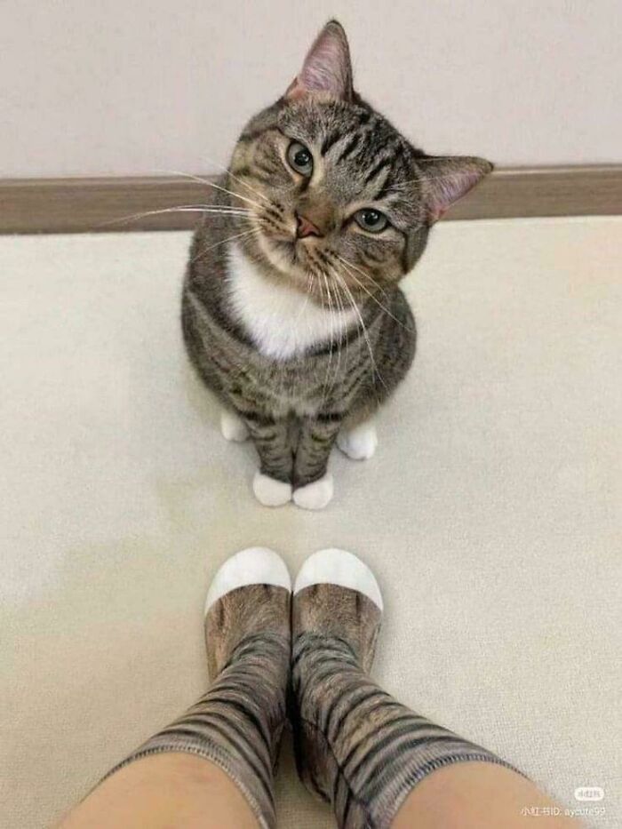 134 Times Cats Made Their Owners Laugh And They Had To Share Pics Online (New Pics)