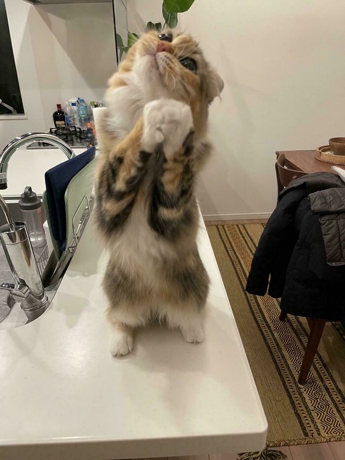 134 Times Cats Made Their Owners Laugh And They Had To Share Pics Online (New Pics)
