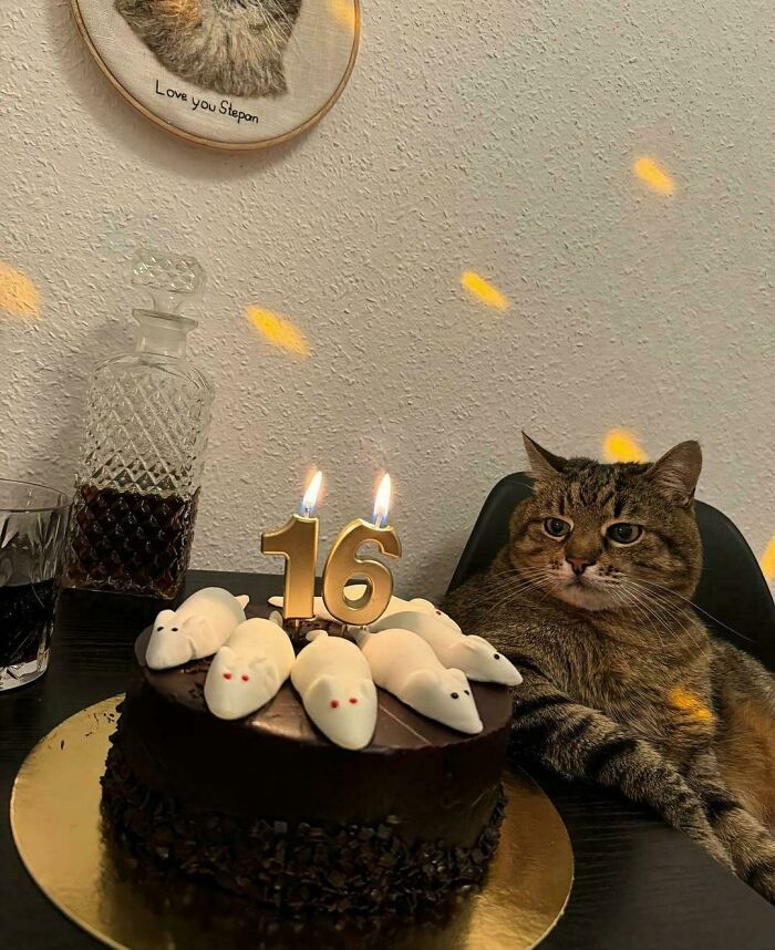 134 Times Cats Made Their Owners Laugh And They Had To Share Pics Online (New Pics)