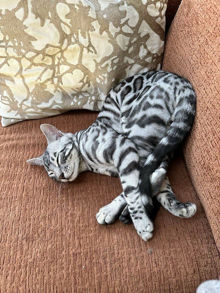 134 Times Cats Made Their Owners Laugh And They Had To Share Pics Online (New Pics)