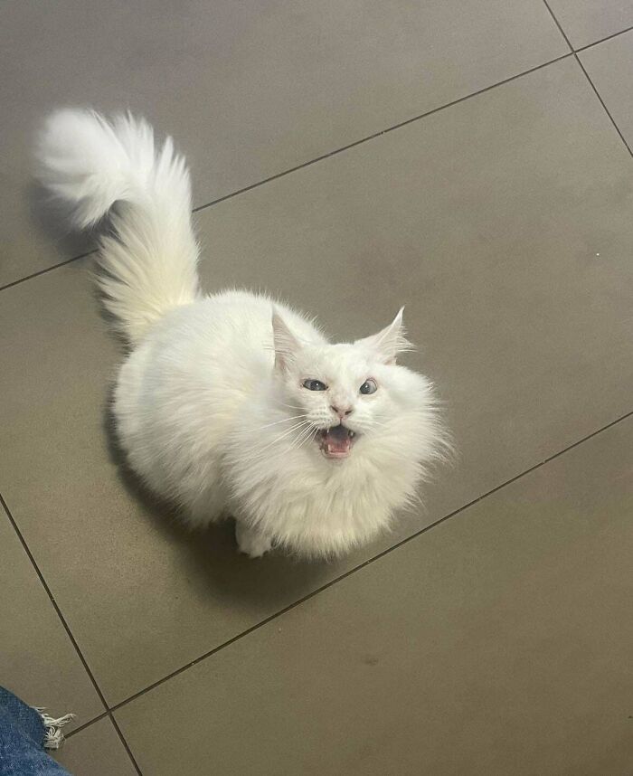 134 Times Cats Made Their Owners Laugh And They Had To Share Pics Online (New Pics)