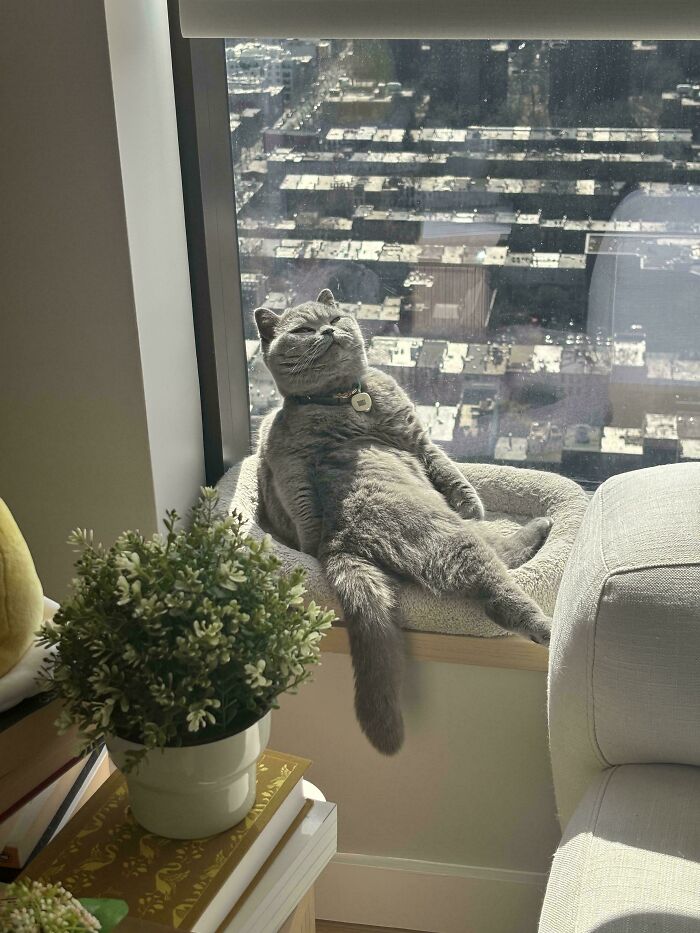 134 Times Cats Made Their Owners Laugh And They Had To Share Pics Online (New Pics)