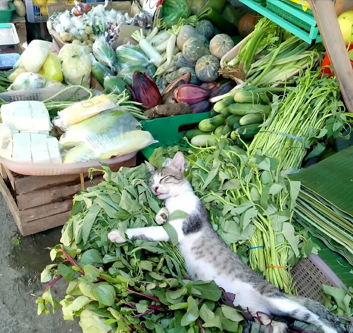134 Times Cats Made Their Owners Laugh And They Had To Share Pics Online (New Pics)