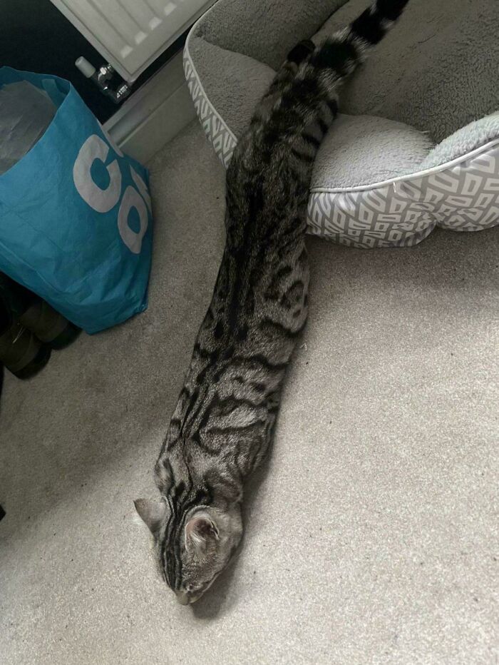 134 Times Cats Made Their Owners Laugh And They Had To Share Pics Online (New Pics)