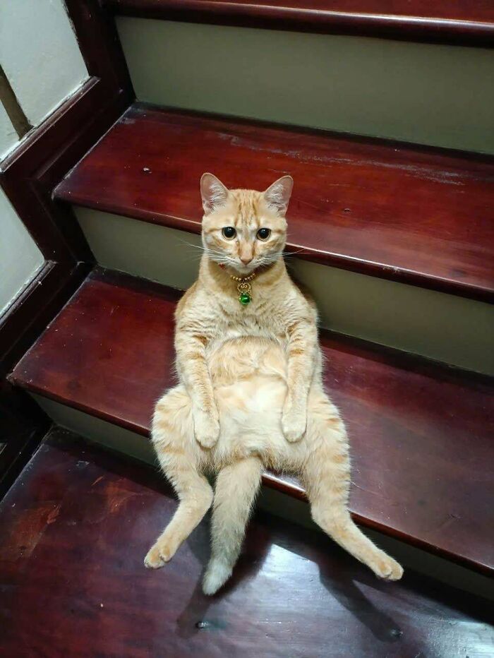 134 Times Cats Made Their Owners Laugh And They Had To Share Pics Online (New Pics)