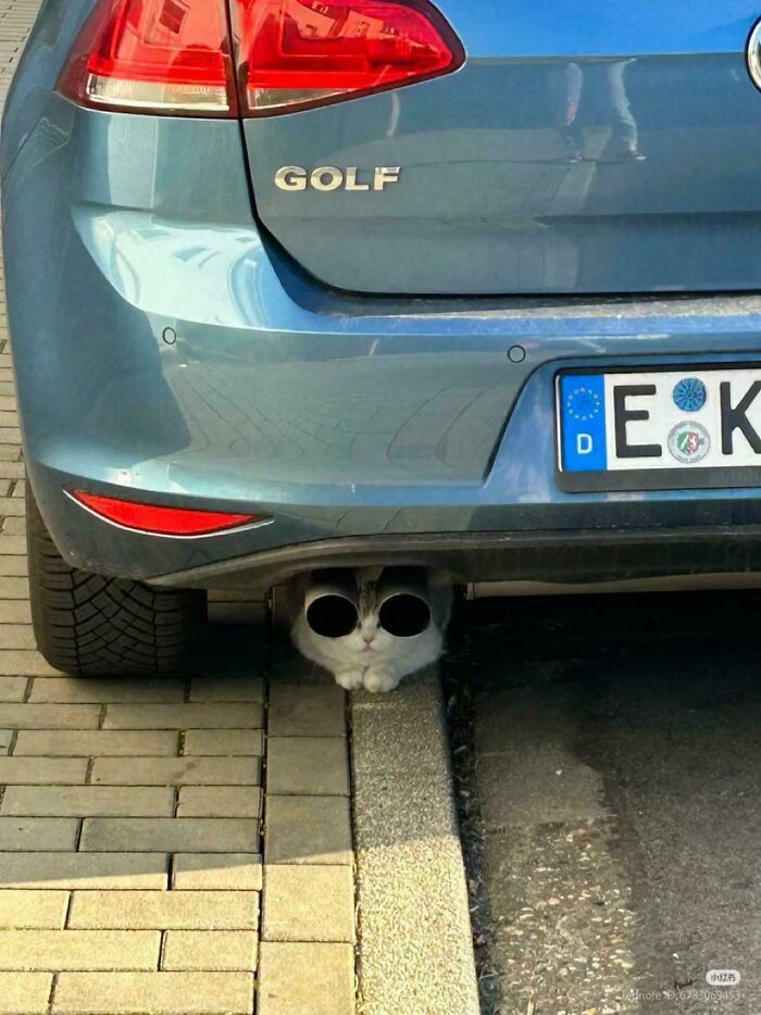 134 Times Cats Made Their Owners Laugh And They Had To Share Pics Online (New Pics)