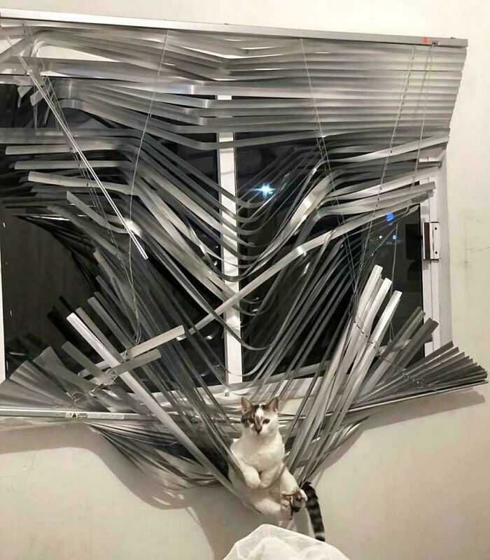 134 Times Cats Made Their Owners Laugh And They Had To Share Pics Online (New Pics)