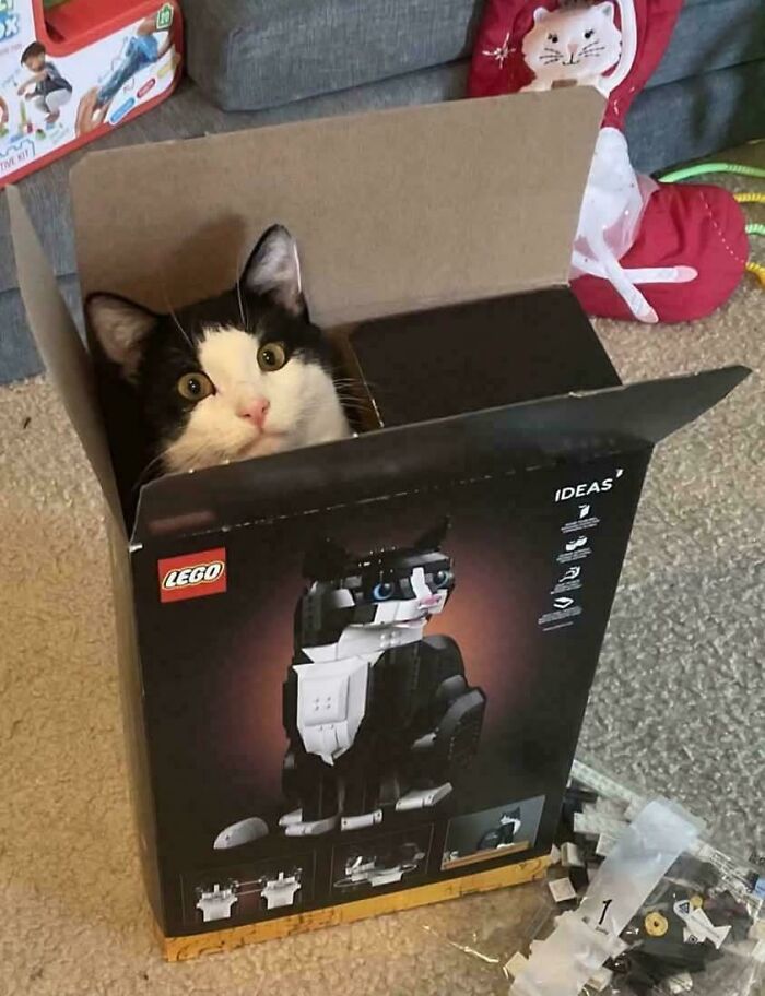 134 Times Cats Made Their Owners Laugh And They Had To Share Pics Online (New Pics)