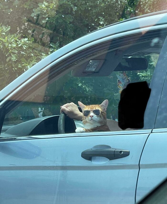 134 Times Cats Made Their Owners Laugh And They Had To Share Pics Online (New Pics)
