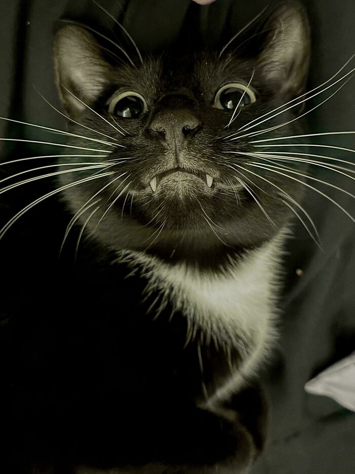 134 Times Cats Made Their Owners Laugh And They Had To Share Pics Online (New Pics)