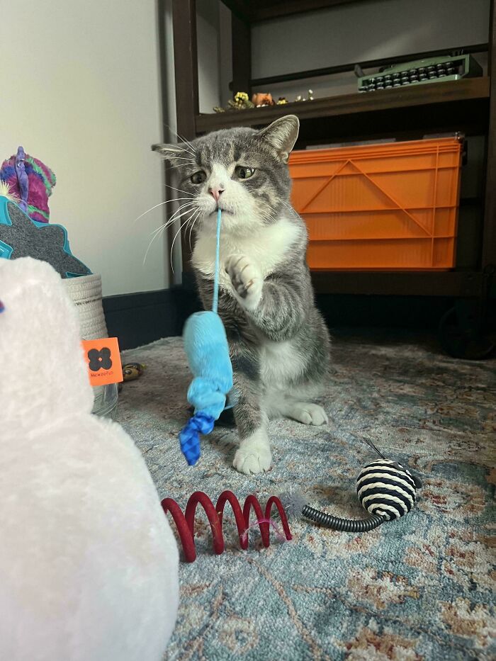 134 Times Cats Made Their Owners Laugh And They Had To Share Pics Online (New Pics)