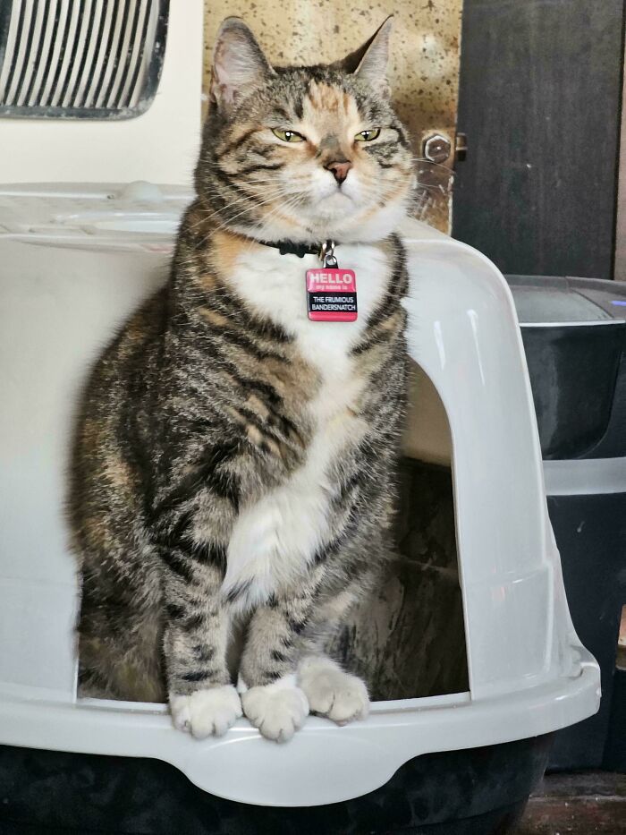 134 Times Cats Made Their Owners Laugh And They Had To Share Pics Online (New Pics)