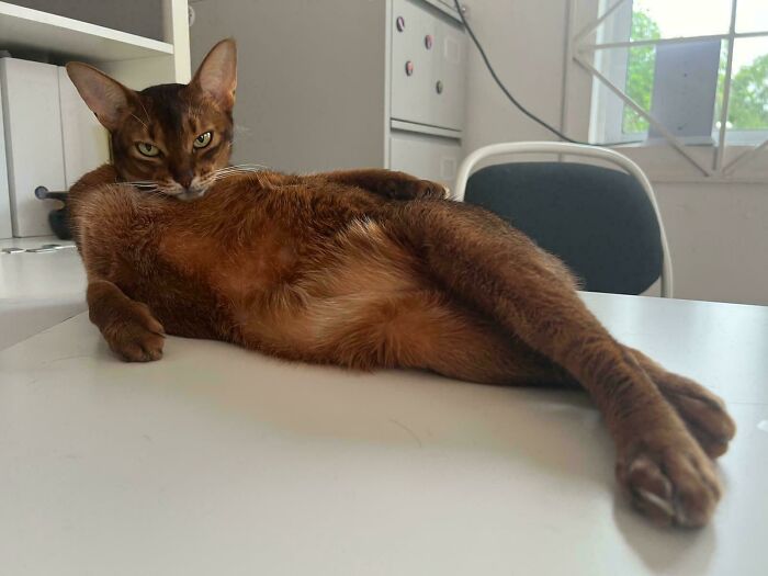 134 Times Cats Made Their Owners Laugh And They Had To Share Pics Online (New Pics)