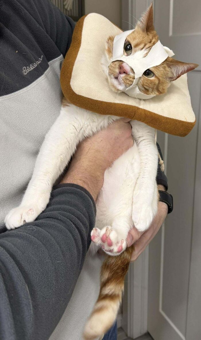 134 Times Cats Made Their Owners Laugh And They Had To Share Pics Online (New Pics)