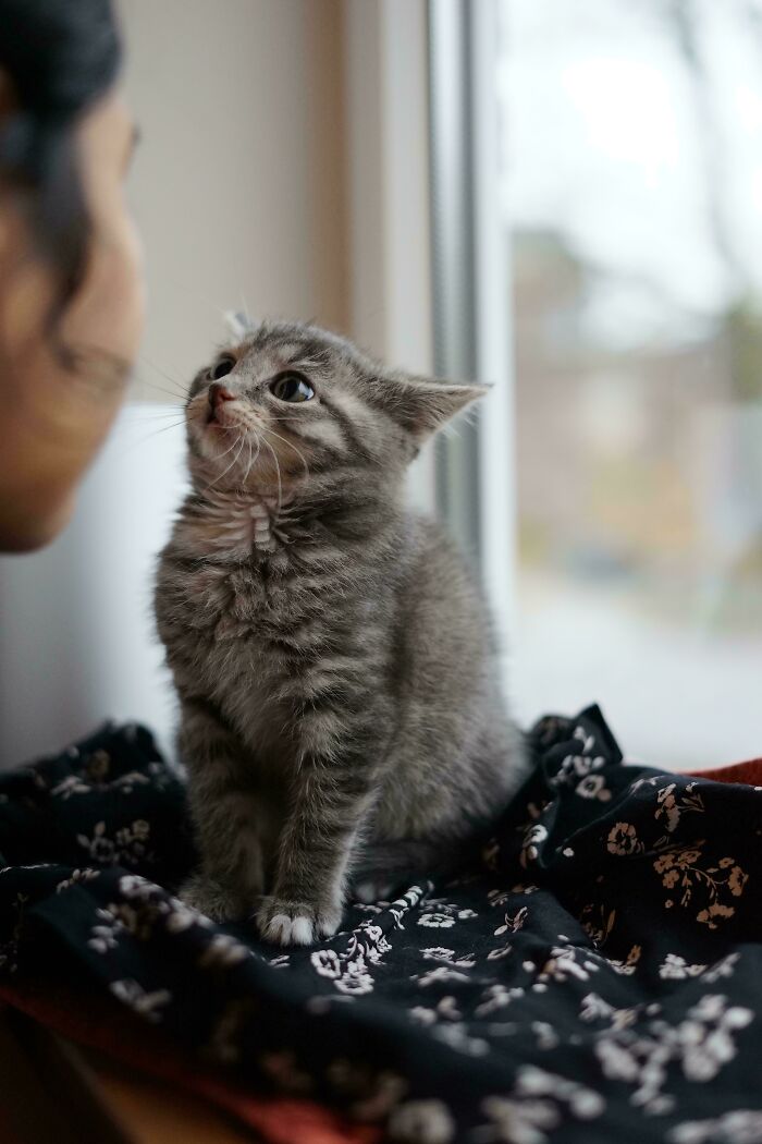 134 Times Cats Made Their Owners Laugh And They Had To Share Pics Online (New Pics)