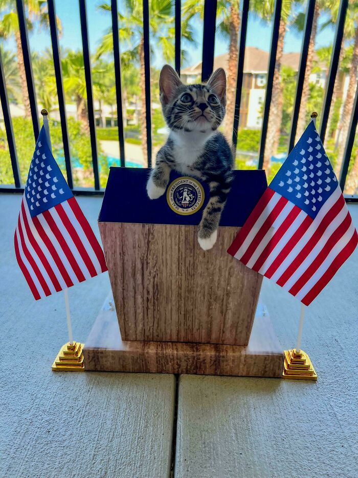 134 Times Cats Made Their Owners Laugh And They Had To Share Pics Online (New Pics)