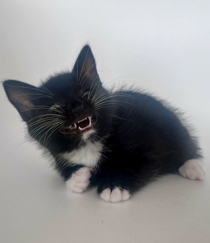 134 Times Cats Made Their Owners Laugh And They Had To Share Pics Online (New Pics)