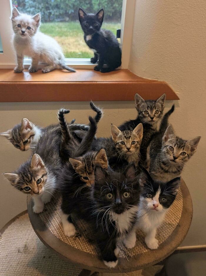 134 Times Cats Made Their Owners Laugh And They Had To Share Pics Online (New Pics)