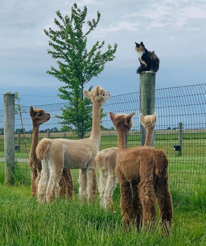 134 Times Cats Made Their Owners Laugh And They Had To Share Pics Online (New Pics)