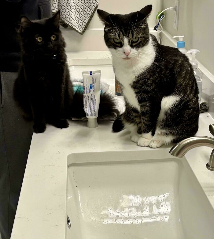 134 Times Cats Made Their Owners Laugh And They Had To Share Pics Online (New Pics)