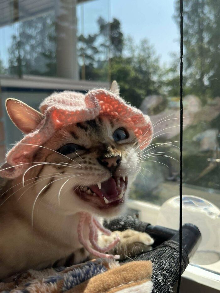 134 Times Cats Made Their Owners Laugh And They Had To Share Pics Online (New Pics)