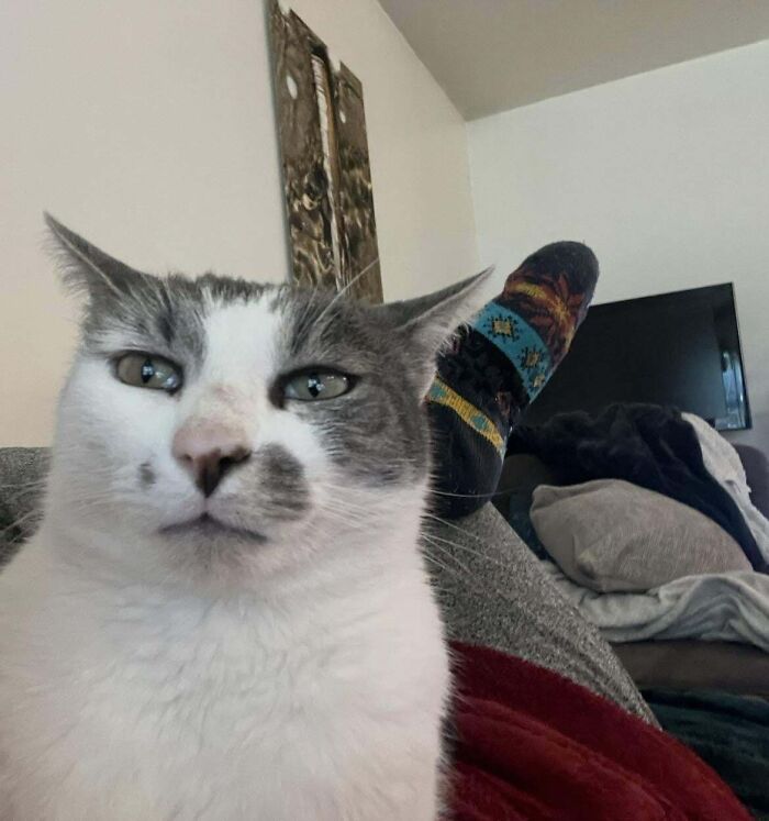 134 Times Cats Made Their Owners Laugh And They Had To Share Pics Online (New Pics)