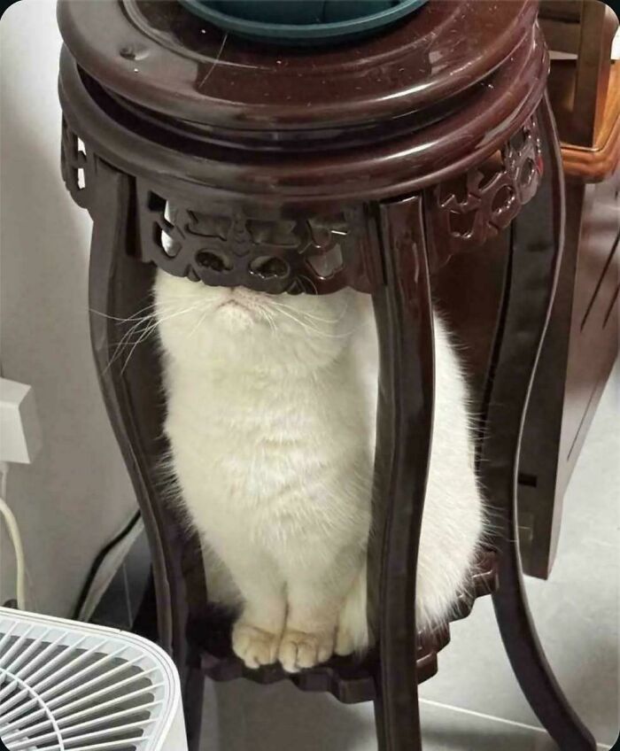 134 Times Cats Made Their Owners Laugh And They Had To Share Pics Online (New Pics)